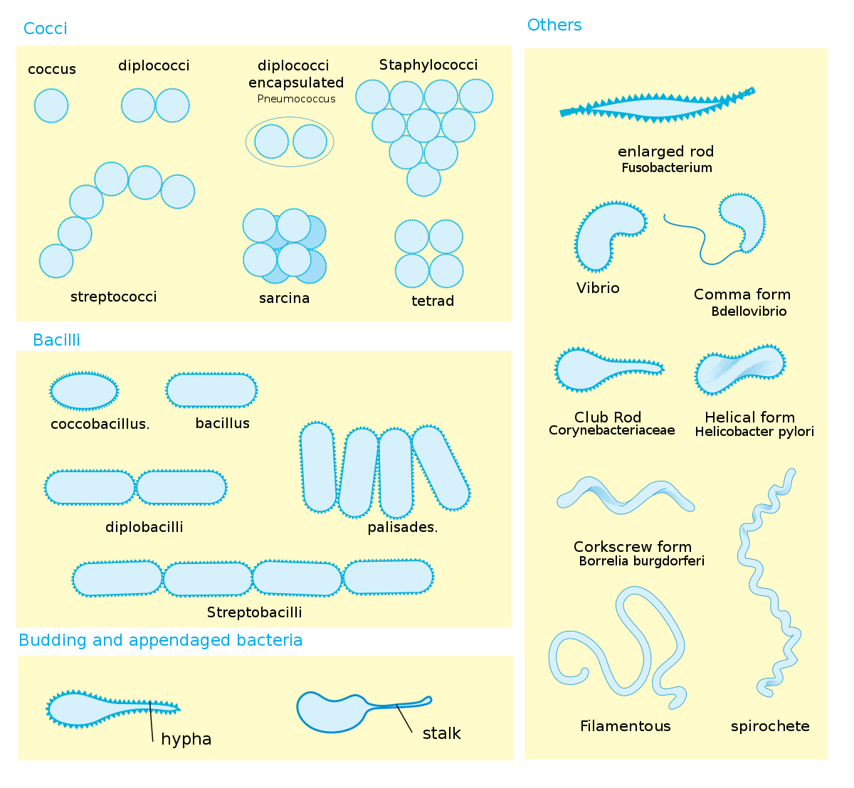 A diagram showing different cell shapes and arrangements of bacteria, including different arrangements of cocci, bacilli, spiral bacteria, and others.
