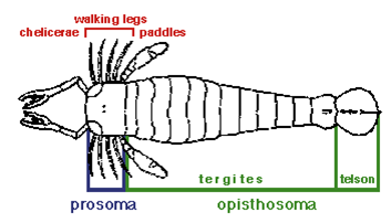 A systematic diagram of a eurypterid's anatomy