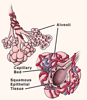 Alveoli.png