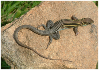 Whiptail.PNG