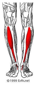 Tibialis Anterior