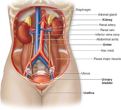 Urinarysystem.JPG