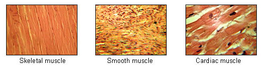 Muscle Types.jpg