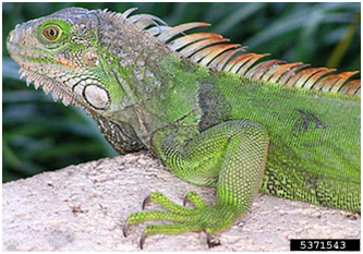 Iguana.PNG