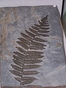 Pteridospermatophyta.png