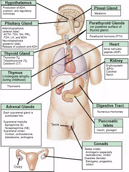 Endocrine System.png