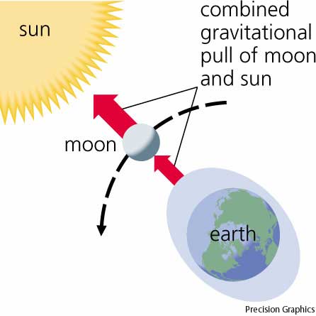 Spring Tide Diagram