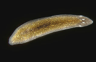 Flatworm.jpeg