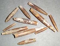 Belemnite.jpg