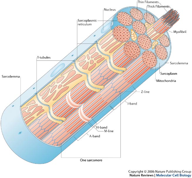 Muscle cell.jpg