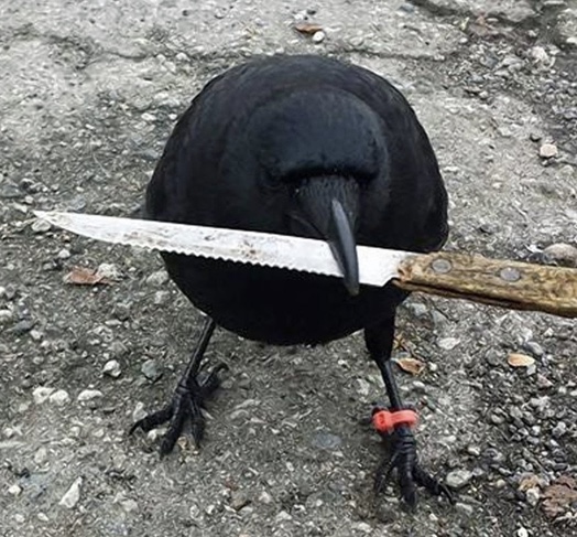 Knifecrow.jpg