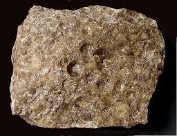 Fossiliferous.jpg