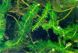 Water-Milfoil.jpg