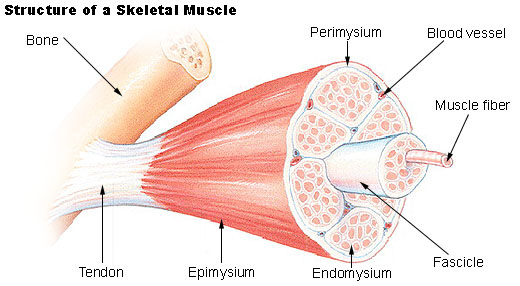 Muscle structure.jpg