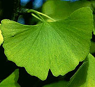 Ginkgoleaf.jpg