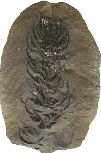 Lycopodiophyta.png