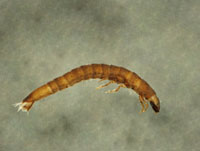 Riffle beetle larva.jpg