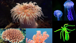 Cnidaria.png