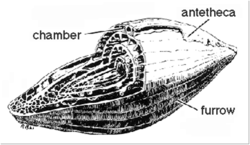 A diagram of fusulinid morphology