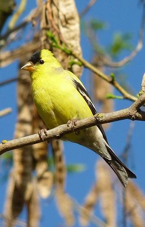 American goldfinch.jpg