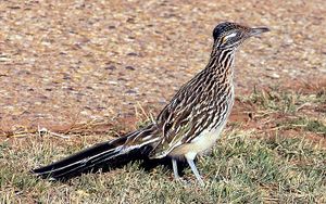 Greater roadrunner.jpg