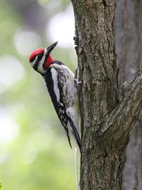 Yellow-bellied Sapsucker.jpg