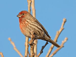 House finch.jpg