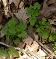 IG Garlic Mustard 5.jpg