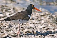 American Oystercatcher.jpeg