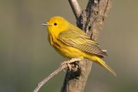 Yellow warbler.jpg