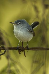 Blue-gray gnatcatcher.jpg