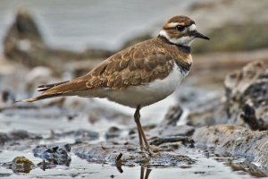 Killdeer.jpeg