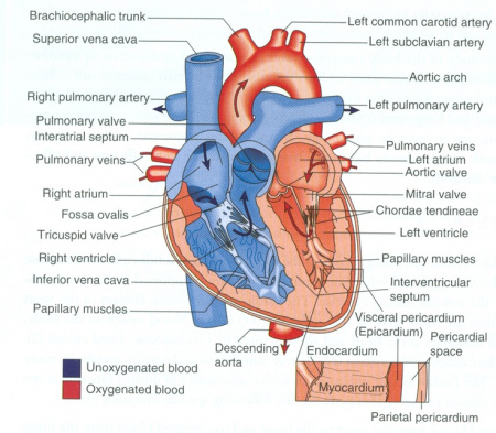 labeled heart diagram