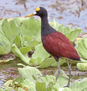 Northern Jacana.jpg