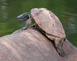 Red-eared terrapin.jpg