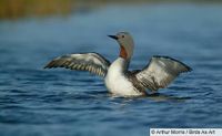 Red-throated Loon.jpg