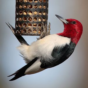 Red-headed Woodpecker.jpg