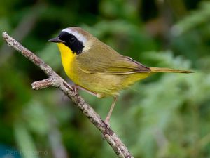 Common yellowthroat.jpg