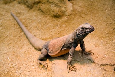 Chuckwalla.jpg