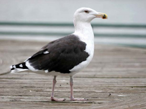 Great Black-backed Gull.jpg