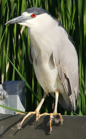 Nycticorax-nycticorax.jpg