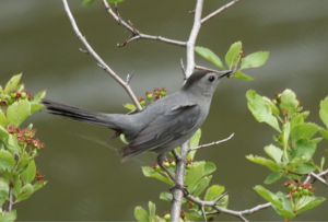 Gray Catbird.png