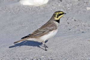 Horned Lark.jpg