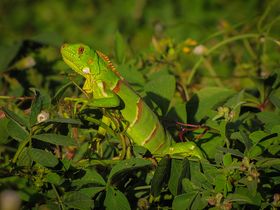 Juvenile green iguana.jpg