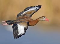 Whistling duck in flight.jpeg