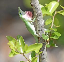 Carolina anole.jpg