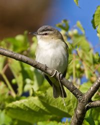 Red-eyed Vireo.jpg