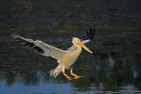 American White Pelican.jpg