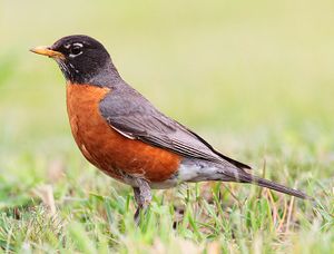 American robin.jpg