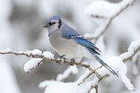 Blue Jay.jpg